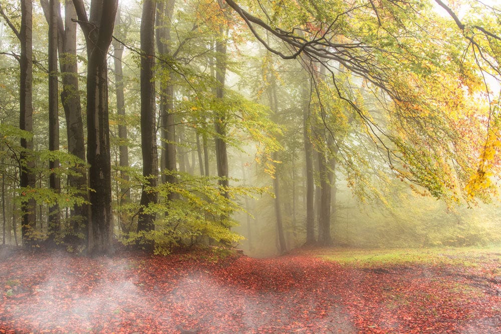 Autumn forest wallpaper mural for sale