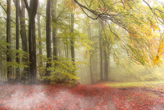 Autumn forest wallpaper mural for sale