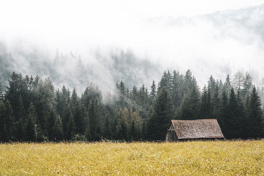 Wallpaper Mural of a Heavy Fog Covering a Forest, Suitable for Home Decoration