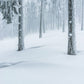 A Winter Scene of a Forest on a Wall Mural Wallpaper