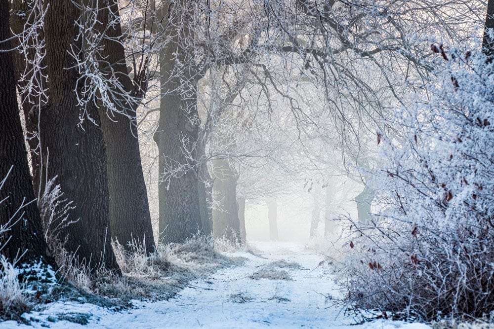 Misty Forest Winter Scene Mural Wallpaper