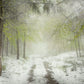 A snowy forest scene on a wall mural that can be used as room decor