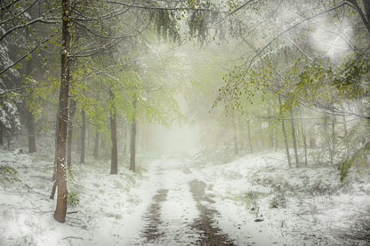 A snowy forest scene on a wall mural that can be used as room decor