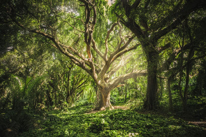 Wallpaper Mural for Home Decoration Featuring an Ancient Tree Bathed in Sunshine