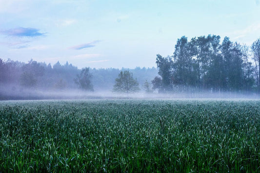 Haze-filled Field Home Decor Wallpaper Mural