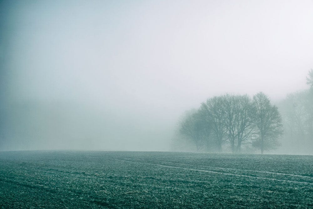 Misty Forest Clearing Tranquil Mural Wallpaper