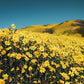 Wildflower Wallpaper Mural of a Hilltop Field is Perfect for Any Room