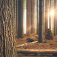 Wallpaper Mural for Home Decoration Depicting a Desolate Forest at Sunset