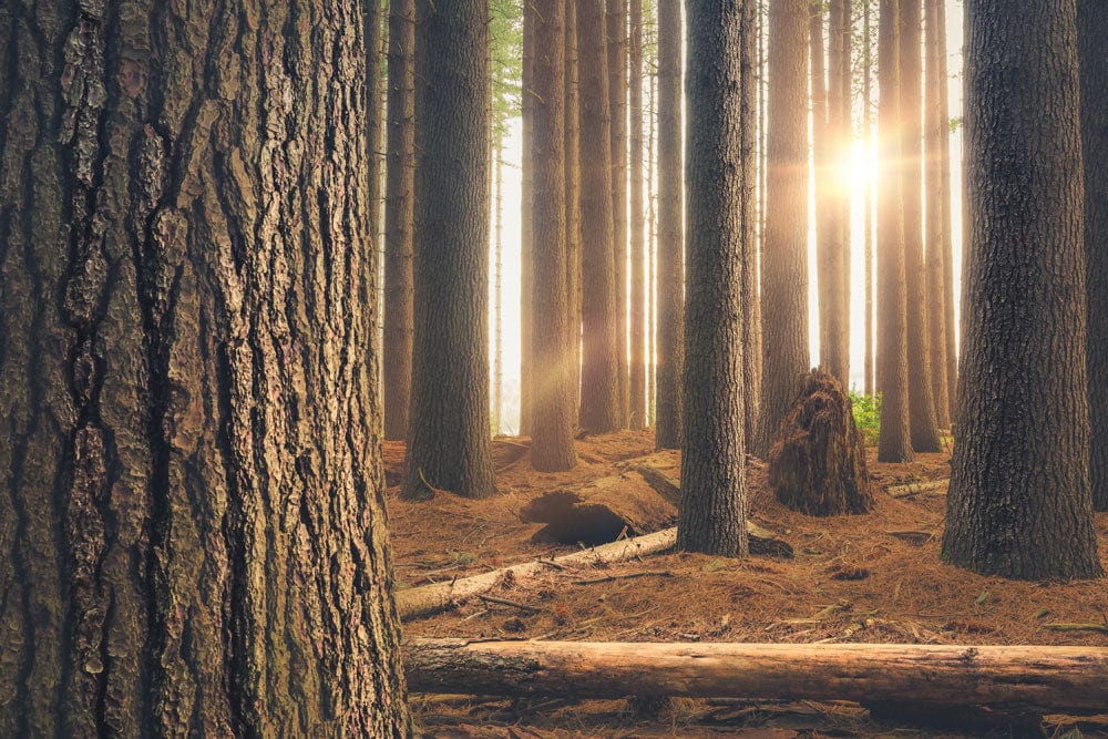Muro di carta da parati con raggi di luce della foresta incantata