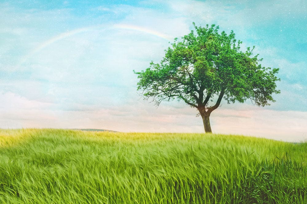 Mural Wallpaper with a Lone Tree and a Rainbow, Perfect for the Living Room