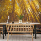 Wallpaper mural with a looking-up at autumn birches scene for use in decorating the dining room.