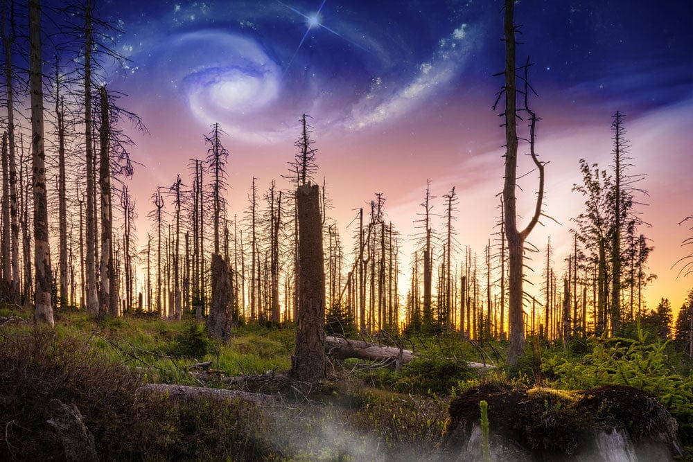 Enchanted Forest Twilight Sky Mural Wallpaper