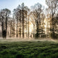 Wall mural for decorating your home with a misty forest waking up before dawn