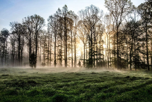 Wall mural for decorating your home with a misty forest waking up before dawn