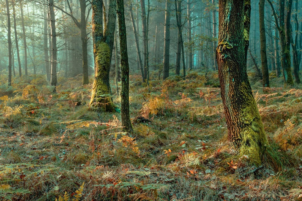 A misty forest scene on a wallpaper mural is a great way to decorate a room