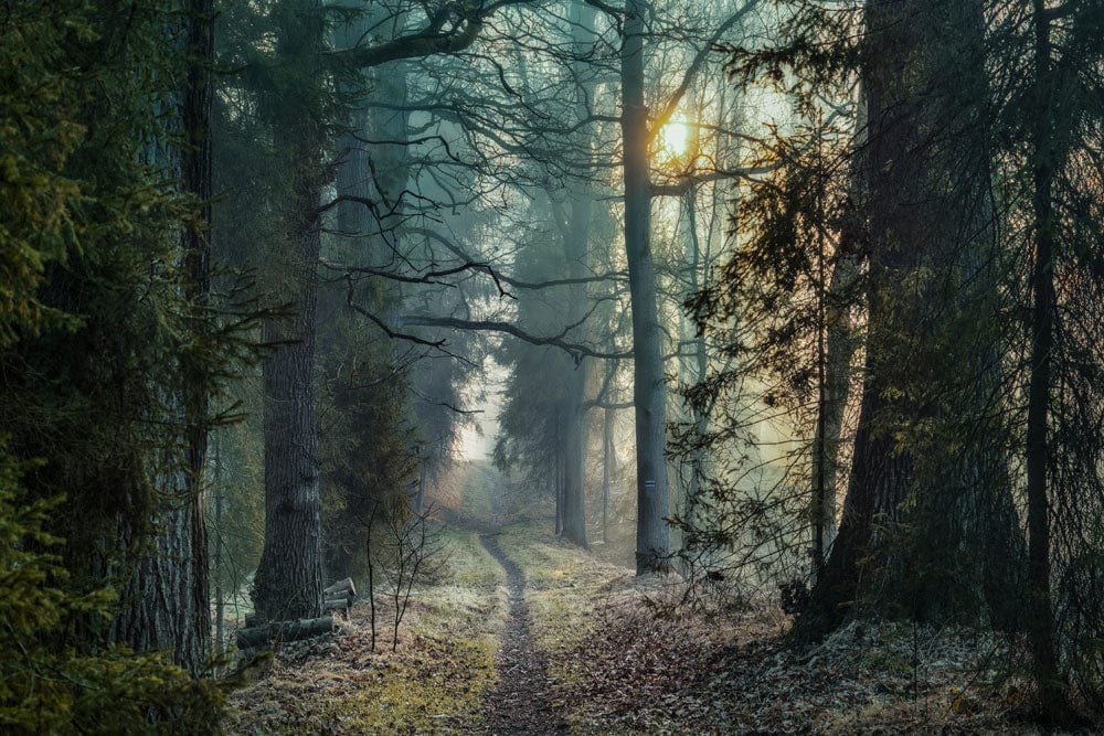 Foggy Woods Path Wallpaper Mural