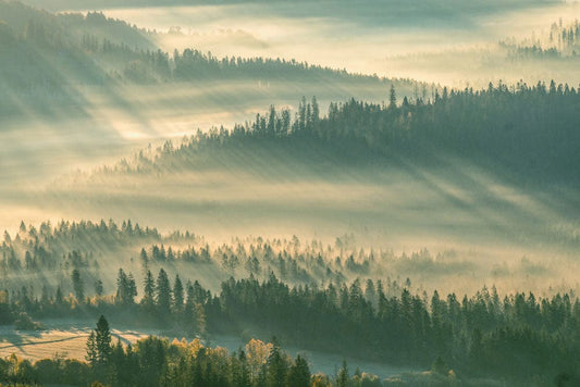 A cloudy forest bathed in sunshine is shown on a wall mural that can be used to decorate a home