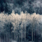 Wallpaper Mural for Home Decoration Featuring a Misty Silver Forest