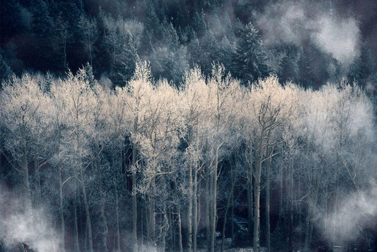 Wallpaper Mural for Home Decoration Featuring a Misty Silver Forest