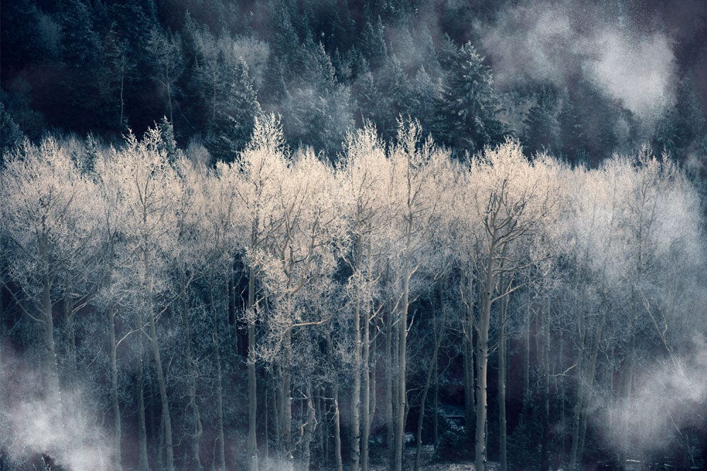 Moody Misty Forest Scene Mural Wallpaper