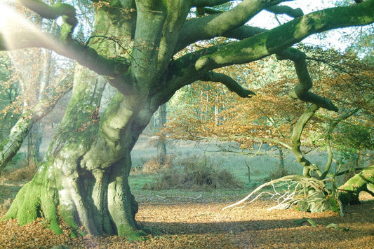 Wallpaper mural featuring a nature scene with sunshine for use in interior design.