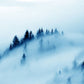 Wallpaper Mural of Pine Trees in Dense Fog for Interior Design