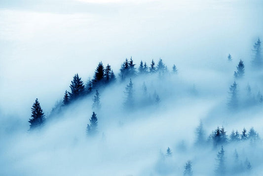 Wallpaper Mural of Pine Trees in Dense Fog for Interior Design