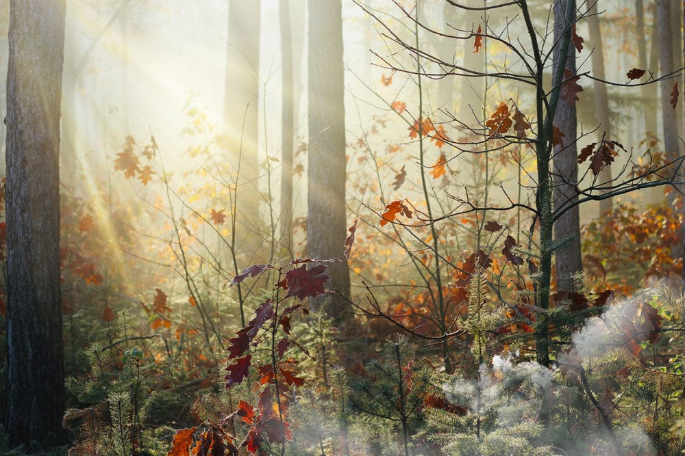 Autumn Forest Sunlight Mural Wallpaper