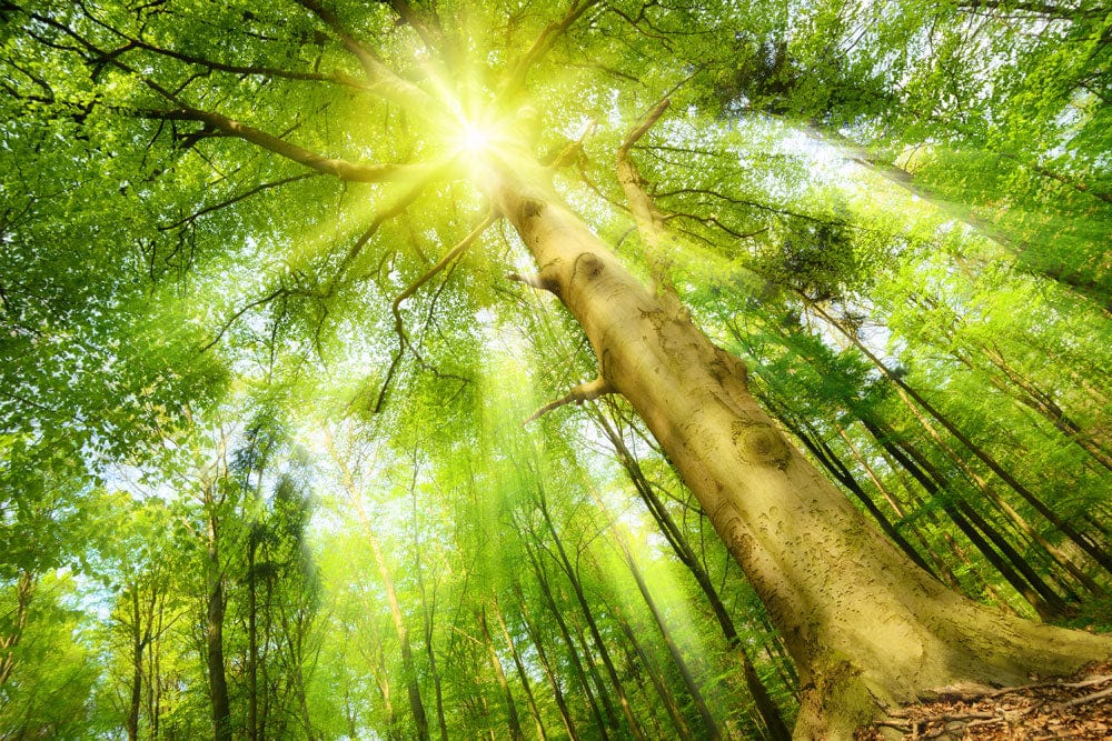 Muro di Carta da Parati con Raggi di Sole nella Foresta Incantata