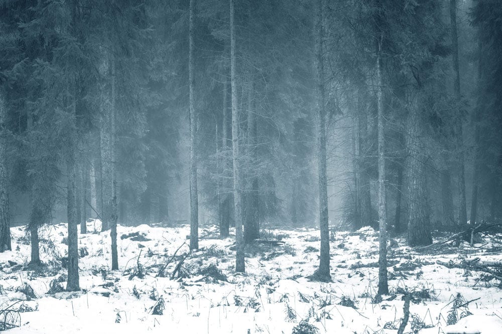 Papier Peint Panoramique Forêt Enneigée