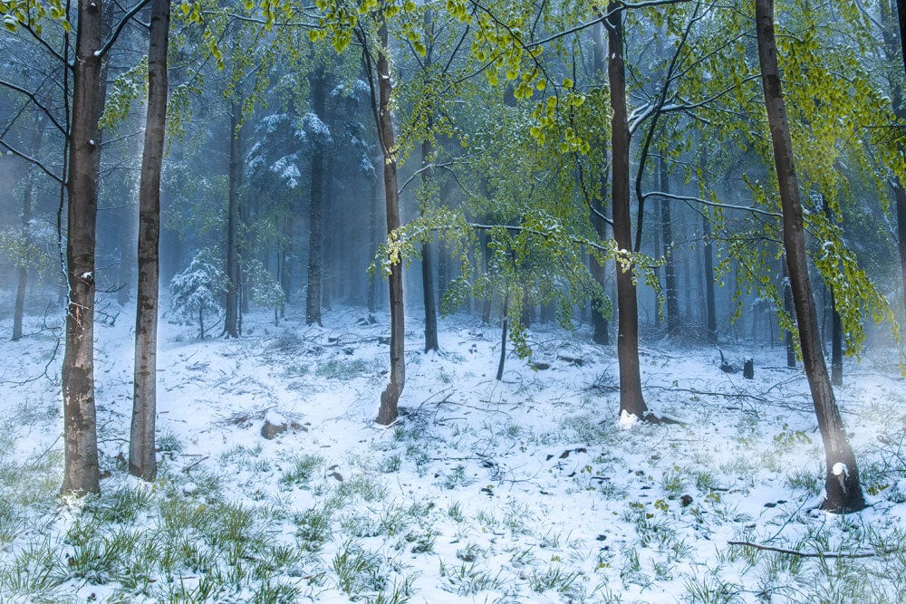 Serene Forest Snowfall Wall Mural