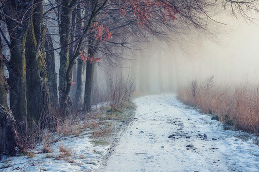 Snow-covered path in the woods on a wall mural for decorating your home