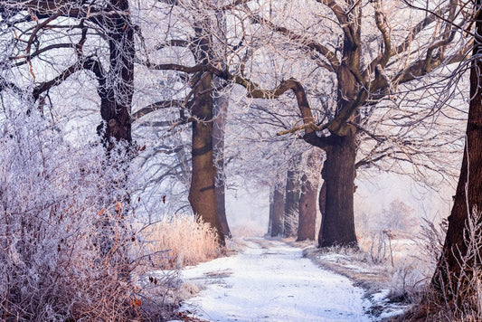 Interior design wallpaper mural of snow-covered woodlands