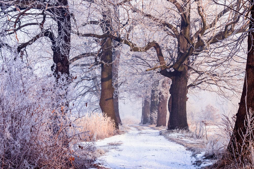 Misty Winter Forest Path Mural Wallpaper