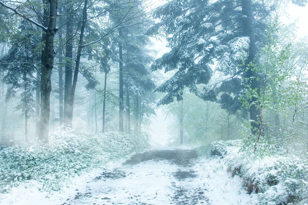 Misty Forest Snowy Path Wallpaper Mural