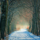 Snowy Path in the Woods Wallpaper Mural for Home Decoration