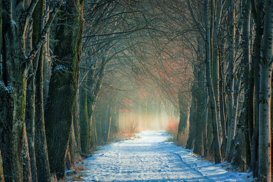 Snowy Path in the Woods Wallpaper Mural for Home Decoration