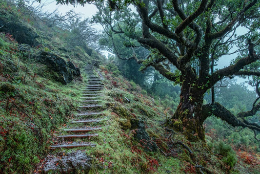 A steep trail on a hill is shown on a wall mural that can be used to decorate a home