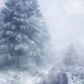 Thick Foggy Winter Wallpaper Mural