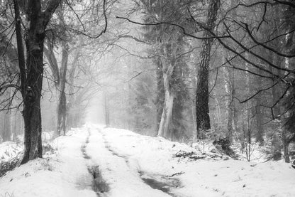A thick snowy path on a wallpaper mural that can be used to decorate a room