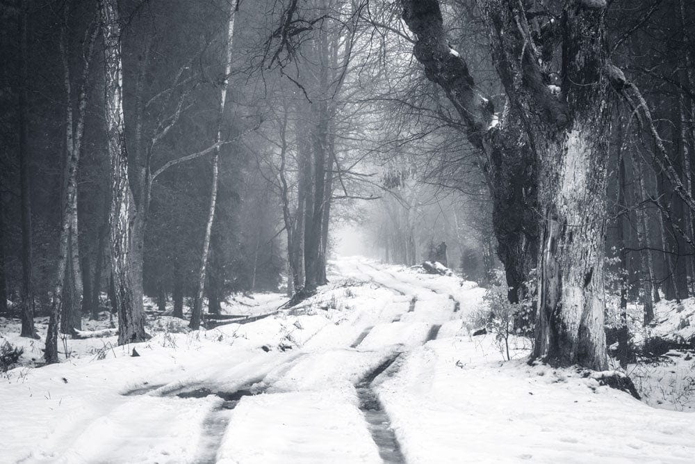 Misty Forest Snow Path Wallpaper Mural
