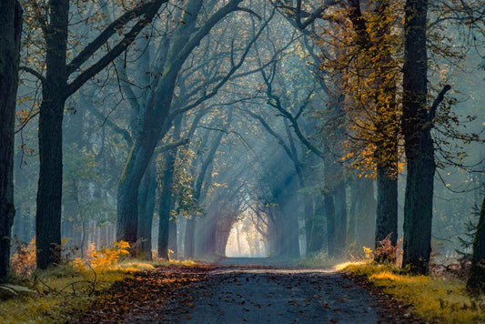 Interior design wallpaper showing a wooded trail