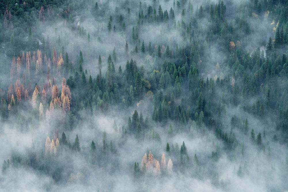 Verschleierte Waldgrüne Landschaft Tapete
