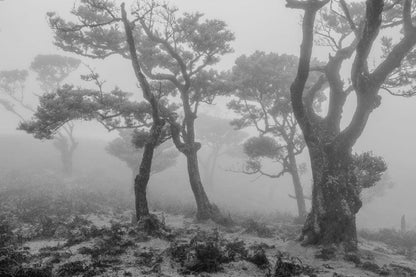 A mural wallpaper of a forest in the cold is a great way to decorate your home