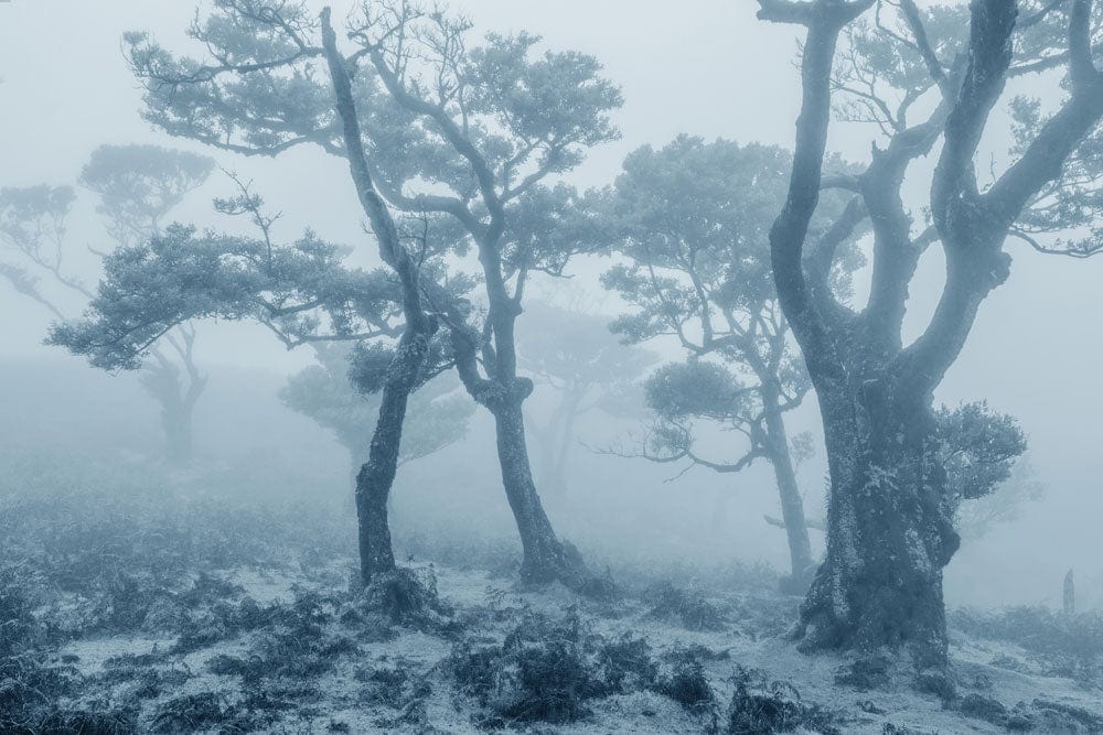 Misty Forest Scene Nature Wallpaper Mural