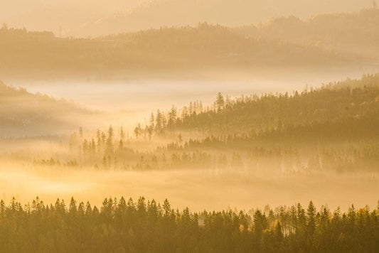 Yellow Foggy Forest Wallpaper Mural