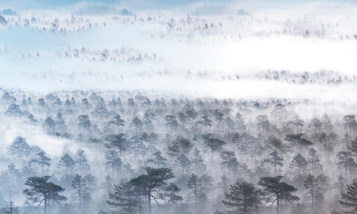 Home Decoration Featuring a Wallpaper Mural of a Misty Forest