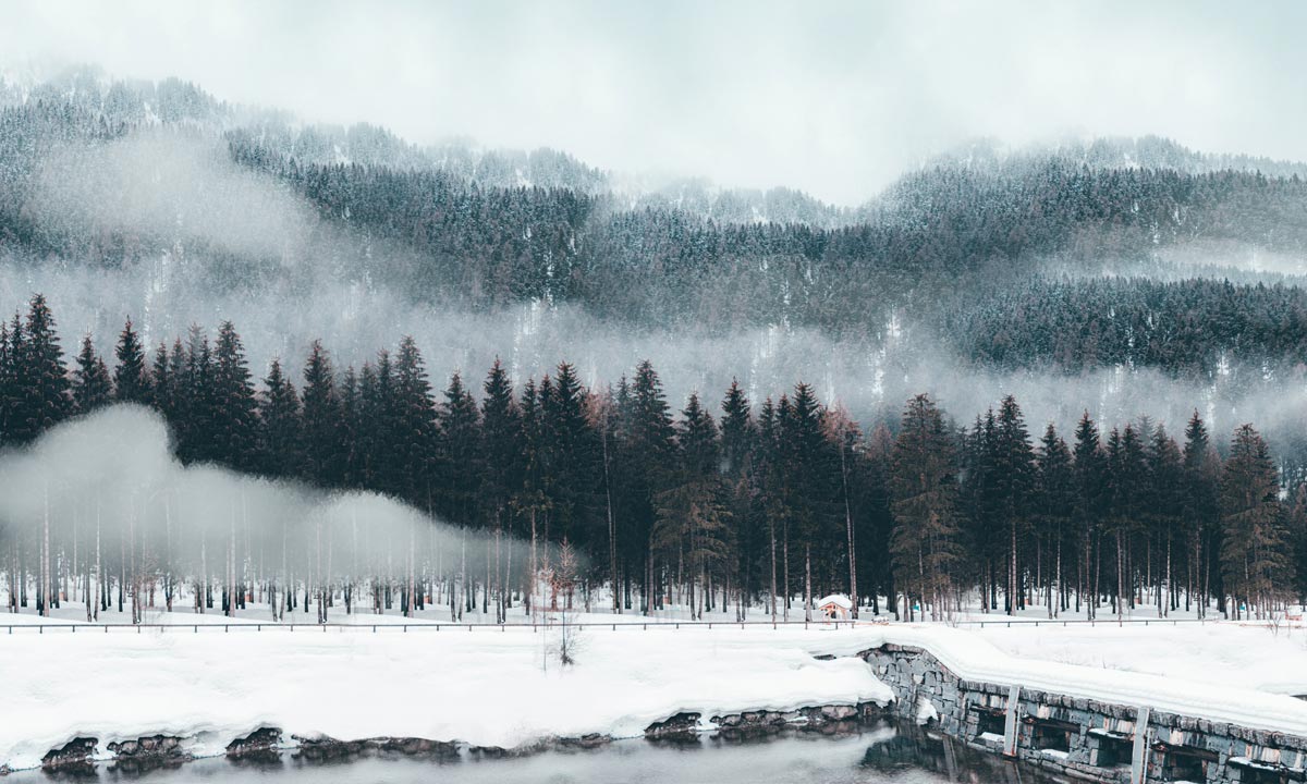 Misty Snowy Forest Landscape Wall Mural