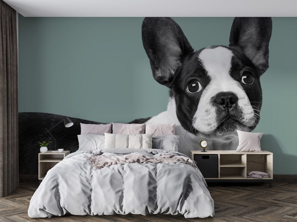 Bedroom wall paintings with Boston bulldog and Jasper as the main characters