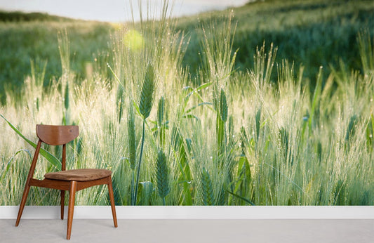 fresh wheat with dew in sunshine wallpaper mural